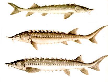 Sugaras úszójúak - Actinopterygii osztálya superordo Chondrostei - porcos-véretes halak Acipenseriformes -