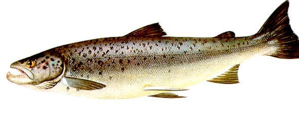 Salmoniformes -