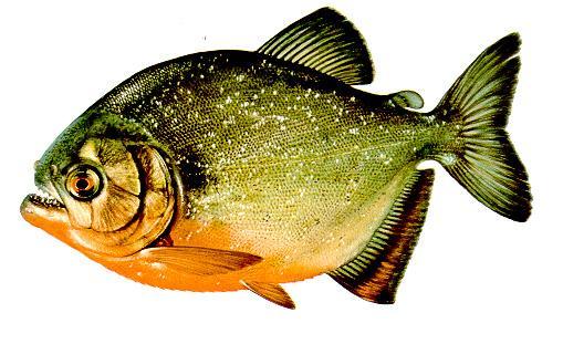 Characidae - pontylazac-félék Serrasalmus