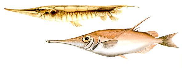 Gasterosteiformes -