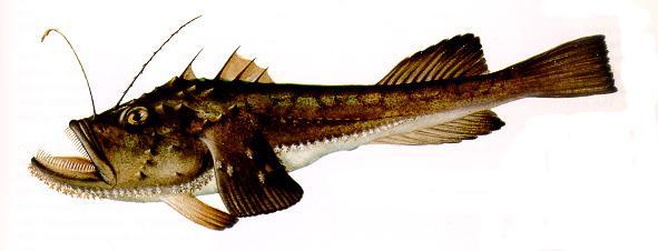 Lophiphormes - horgászhalalakúak Lophiidae -