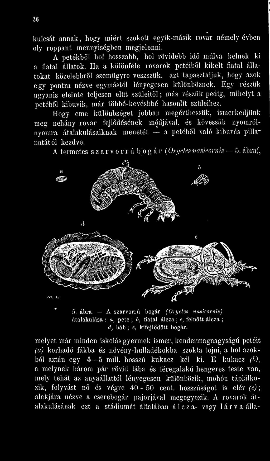 A termetes szarvorr ú b'o g á r {Oryctes nasicornis 5. ábra(, 5. ábra. A szarvon ú bogár (Oryctes nasicornis) átalakulása : a, pete ; b, fiatal álcza ; c, felntt álcza ; d, báb ; e, kifejldött bogár.