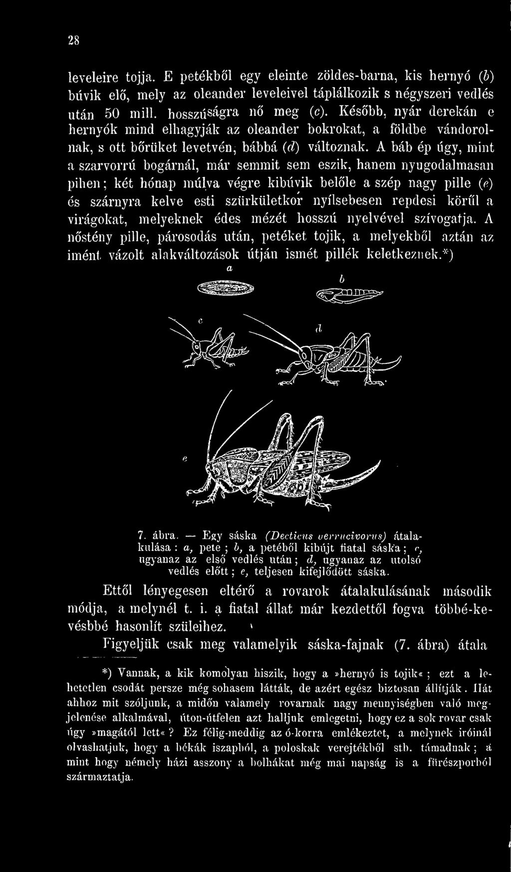 A nstény pille, párosodás után, petéket tojik, a melyekbl aztán az imént vázolt alakváltozások útján ismét pillék keletkeznek.") 7. ábra.