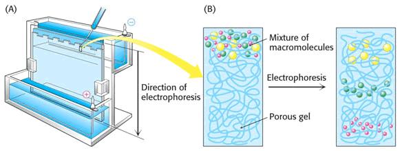 Western blot (immunoblot) fehérje szelektív kimutatása fehérje keverékből specifikus ellenanyag segítségével kvantitatív meghatározásra nem alkalmas, mindig csak relatív különbségek detektálhatók