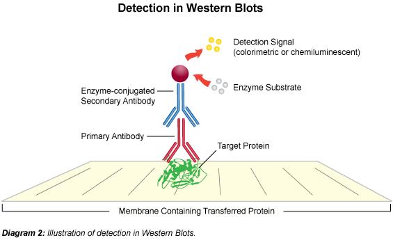 2. A keresett fehérje specifikus kimutatása Western blot Lépések teljesen hasonlóak az ELISA-hoz: blokkoljuk a szabad nitrocellulóz felszínt közvetlenül