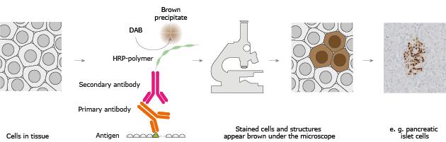 Immunhisztokémia (IHC) http://www.