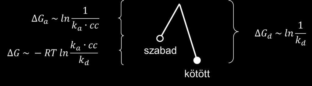 30. ábra: A szabad és a gyógyszermolekulát kötött állapotok, valamint az átmeneti állapot szabadenergia szintjének sematikus ábrázolása.