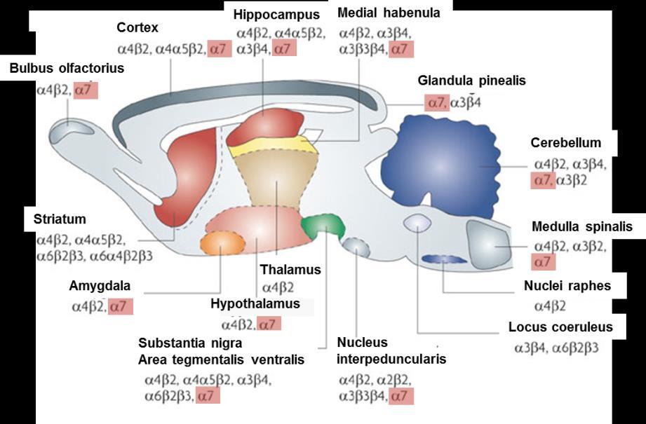 3.1.2.1. Az α7nachr lokalizációja Az α7nachr-ok megtalálhatóak többek között a Hippokampus-ban (CA1, CA3, gyrus dentatus), amygdala-ban, az agykéregben (I. és VI.