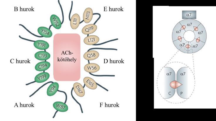 3.1.4.1. Ortosztérikus kötőhely A nachr-ok ortosztérikus kötőhelye az α és β alegységek, illetve az α7-es receptor esetében a szomszédos α alegységek extracelluláris doménjeinek határán található (3.