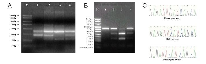 felhasználásával tettük láthatóvá. A gélelektroforézist követően DNS markerlétra mellett olvastuk le a fragmentek méretét (PCR marker, 50 2000 bp Sigma Aldrich, Saint Louis, MO, USA). 30.