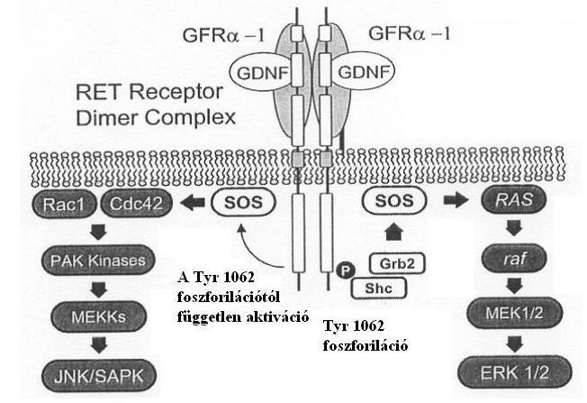 4. ábra A RET receptor jelátviteli útja.