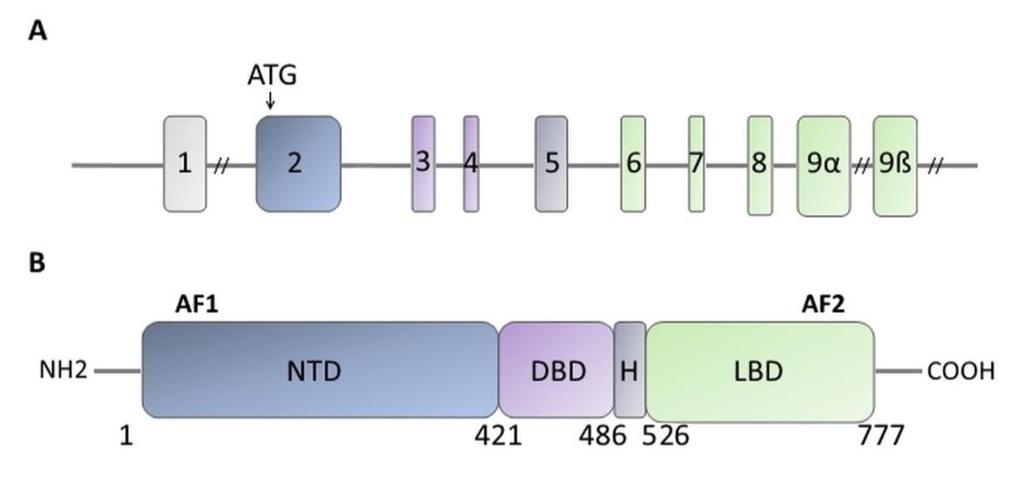 ligandkötő domént (LBD). A régióban található egy második nukleáris lokalizációs szignált (NLS2) tartalmazó motívum.