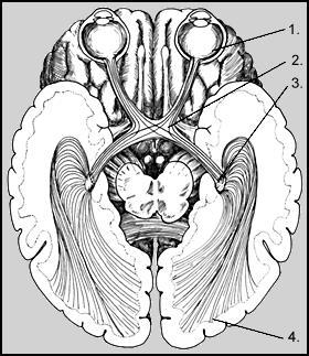 A látás analizátora 1. Retina 2. Agyalapi mirigy előtti átkereszteződés 3. Átkapcsolódás a talamuszban 4.