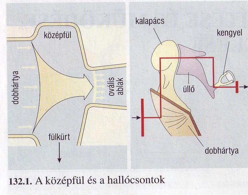 A dobhártya és a hallócsontocskák erősítő szerepe Általában 17-szer nagyobb nyomáshullám