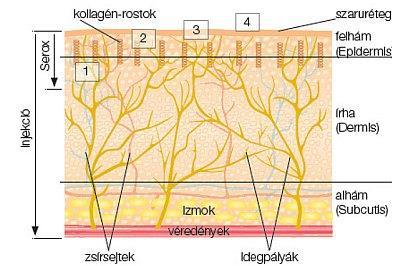 Maga a bőr A gerinceseknél a bőr három rétegből áll: -A hámréteg feladata a bőr legfelső védő rétegének megújítása.