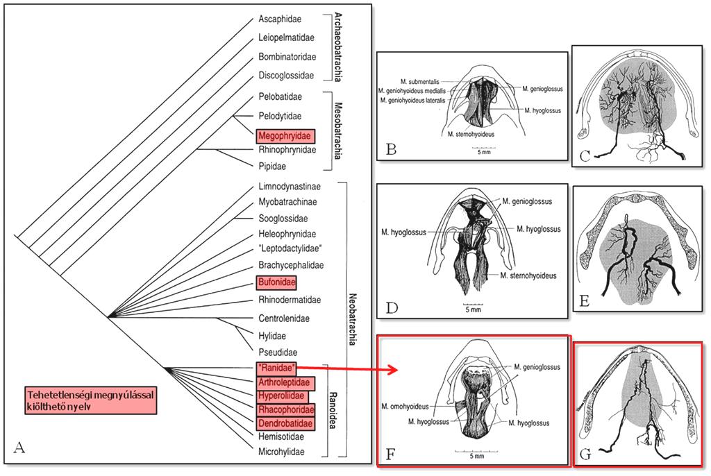 1. ábra: A békák törzsfája (A), a nyelvizmok (B, D, F) és az őket ellátó idegek (C, E, G) morfológiájának változása.