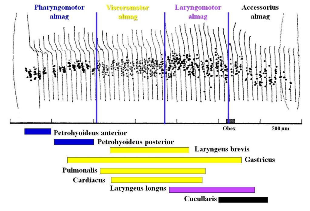 garatizmokat (musculus petrohyoideus anterior és három musculus petrohyoideus posterior) látják el.