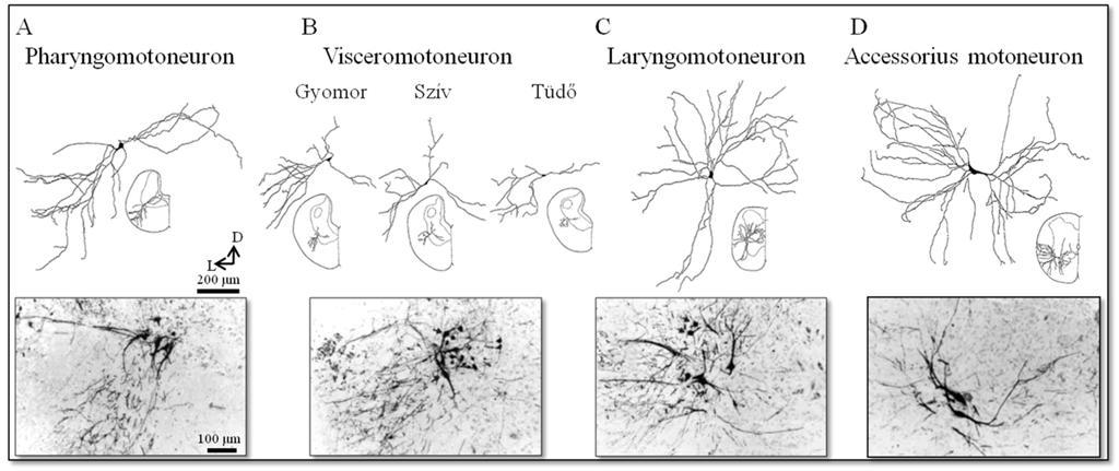 9. ábra: A nucleus ambiguus motoneuronjainak morfológiáját bemutató mikroszkópos felvételek, és Neurolucida rekonstrukcióik békában (Matesz után módosítva, 1996). 10.