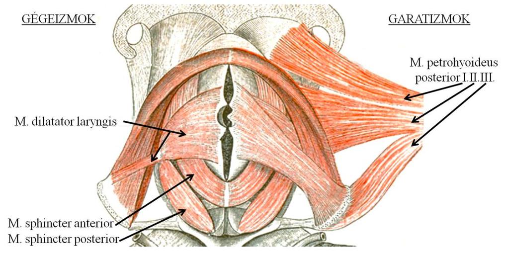 A zsákmányszerzés afferens komponensei A zsákmányszerzés során a motoneuronok megfelelő ritmusban történő összehangolt működtetését a motoros viselkedés hátterében álló neuronhálózat (MPG) aktivitása