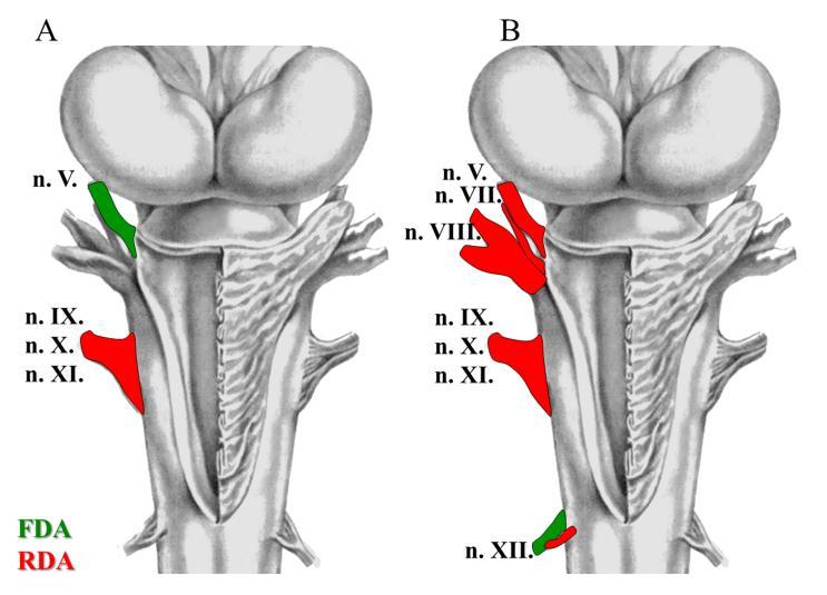 A nervus glossopharyngeus, vagus és accessorius feltárásához nem szükséges a koponyacsontot eltávolítani, mivel a parasphenoidalis csonttól caudalisan az idegek proximalis részét csak egy izom fedi,