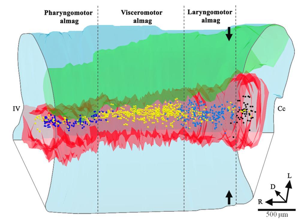 19. ábra: A nucleus ambiguus motoros mag háromdimenziós Neurolucida rekonstrukciója az agytörzsben. A különböző színű pontok jelölik a funkcionálisan különböző motoneuronokat.