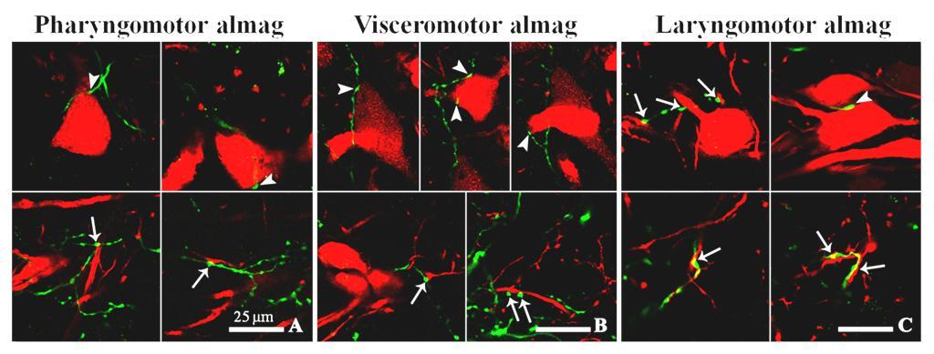 (45%) almagokban található motoneuronokkal képzett kontaktust, míg a laryngomotor almagban csak néhányat találtunk (11%).