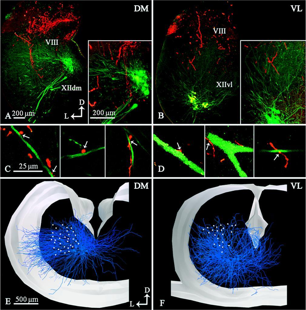 26. ábra: A hypoglossus dorsomedialis (DM) és ventrolateralis (VL) almagjainak szintjében készült fluoreszcens mikroszkópos felvételek, valamint a vestibularis kapcsolatok konfokális felvételei és