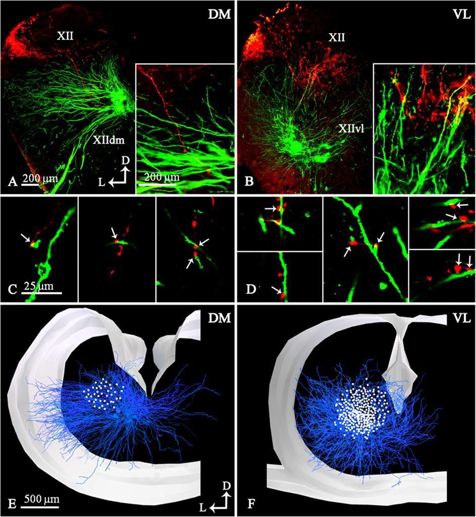 28. ábra: A hypoglossus dorsomedialis (DM) és ventrolateralis (VL) almagjainak szintjében készült fluoreszcens mikroszkópos felvételek, valamint a hypoglossus kapcsolatok konfokális felvételei és