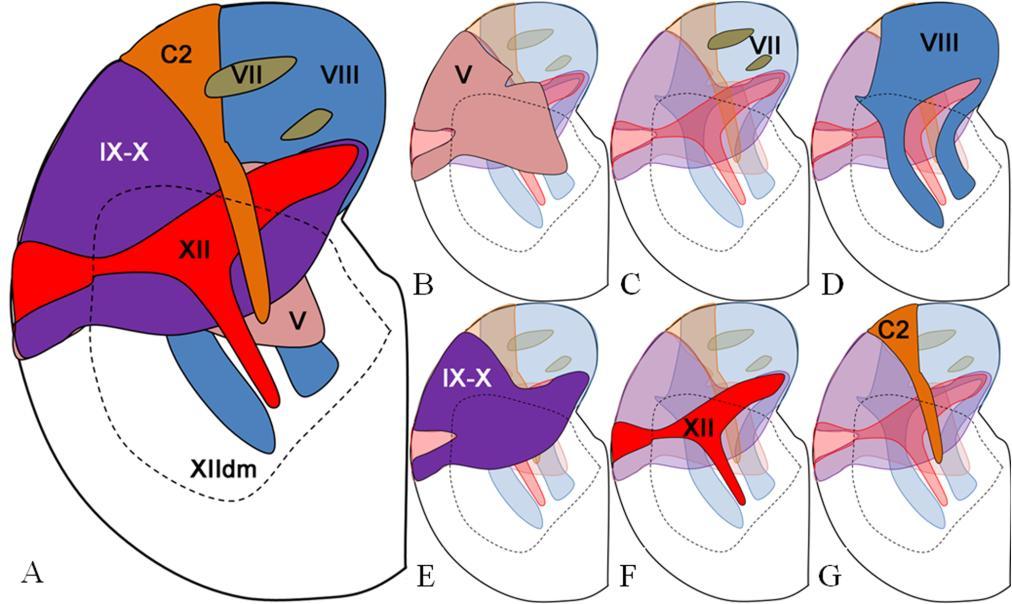 szoros összefekvéseket. A gerincvelőből felszálló axonok a tspv és a vestibularis kötegek között futnak az agytörzs dorsalis részén, kollaterálisai a DM almagban alig észrevehetőek (29.