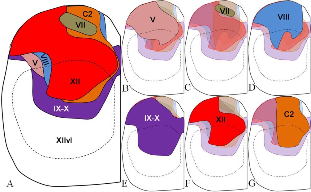 31. ábra: A különböző primer afferensek kiterjedése a ventrolateralis hypoglossus motoneuronok szintjében.