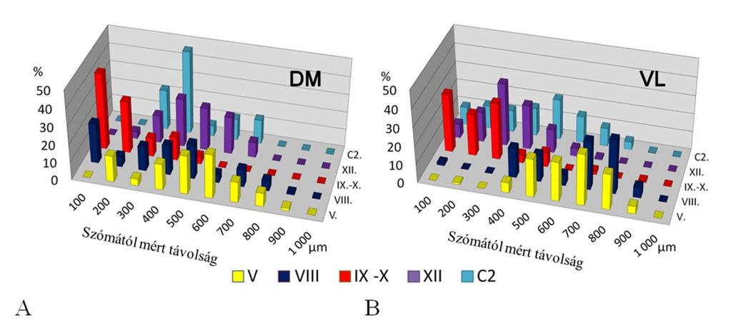 32. ábra: A primer afferensek számának eloszlása a dorsomedialis (DM) és ventrolateralis (VL) hypoglossus motoneuronokon. A IX.-X.