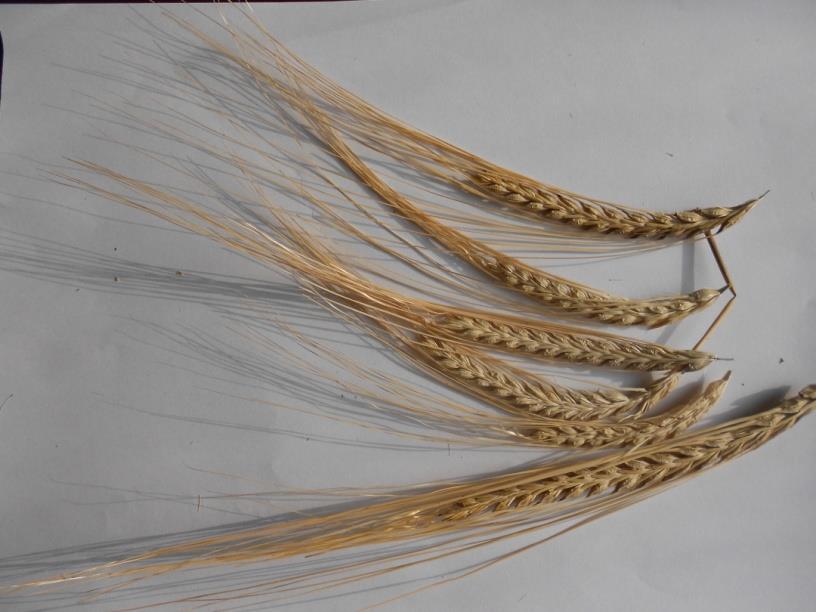 2.5.2 A sörárpa (Hordeum vulgare) A maláta leggyakrabban árpából (Hordeum vulgare) készül (kétsoros tavaszi árpa).