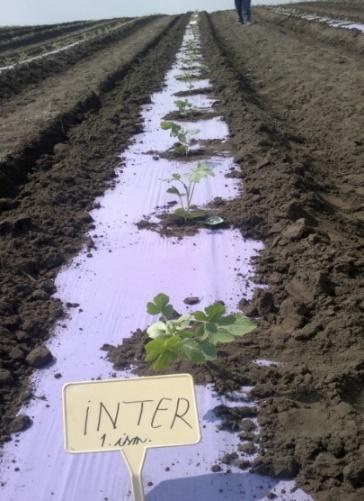 Meteorológiai Intézetből (9. ábra, 10. ábra).