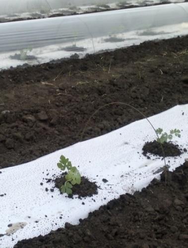 szükségszerű volt. 2013-ban szárazabb időjárás volt, mint 2014-ben.