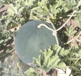 3.2. A kísérlet anyaga A kutatás során felhasznált görögdinnye fajták és alanyok vetőmagját a Monsanto Hungaria Kft. biztosította.
