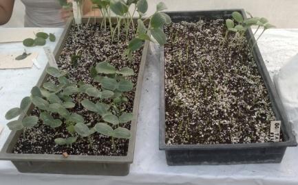 RS 841 (Monsanto Hungária Kft.): Minden talajon megfelelően erős és ellenálló növényt kaphatunk, míg nagyméretű termésre is számíthatunk.