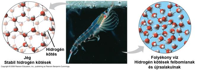 III. Az úszó jég elszigeteli a víztestet a külvilágtól A jég úszik a víz felszínén mivel a hidrogén