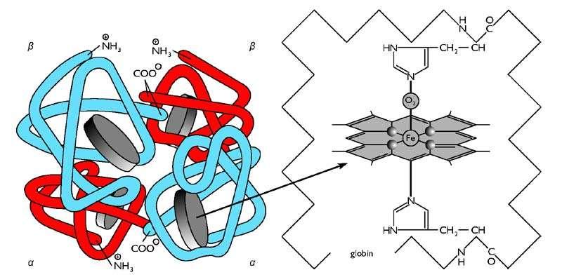 hemoglobin