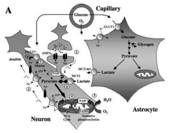 Glutamáterg aktiváció: korai fázis 1. Glu ürülés szinapszisban AMPA receptor aktiváció, EPSP, Na + belépés 2. depolarizációs hullám, fesz.