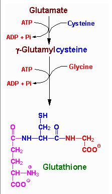 Glia-neuron interakció Metabolikus együttműködés Neuronális glutathione szintézis prekurzorainak előállítása asztrocitákban Glutathione (g-glutamylcysteinylglycine, GSH): szulfhidril (-SH)