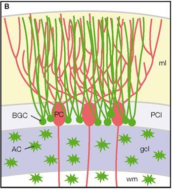 Glia-neuron interakció Példa 2.