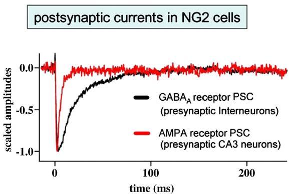 Neuron/glia szinapszisok Jabs 2005, Bergles 2010 Legalább kétféle preszinaptikus neuron (glutamaterg CA3 piramissejt és GABAerg interneuronok) innerválják az NG2 sejteket.