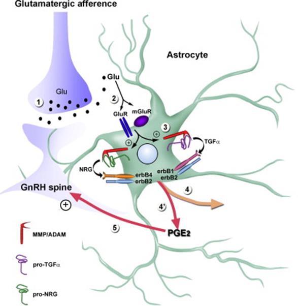 Glia-neuron interakció Glia Neuron szignalizáció Példa 4. GnRH neuronok szinaptikus aktivációja glutamát, gliális aktivációja PGE2 által. 2.