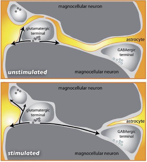 Glia-neuron interakció Glia Neuron szignalizáció Szinaptikus borítottság változása Nem stimulált: pl. szűz vagy elválasztás utáni patkány Stimulált: laktáló és dehidrált patkányok 3.