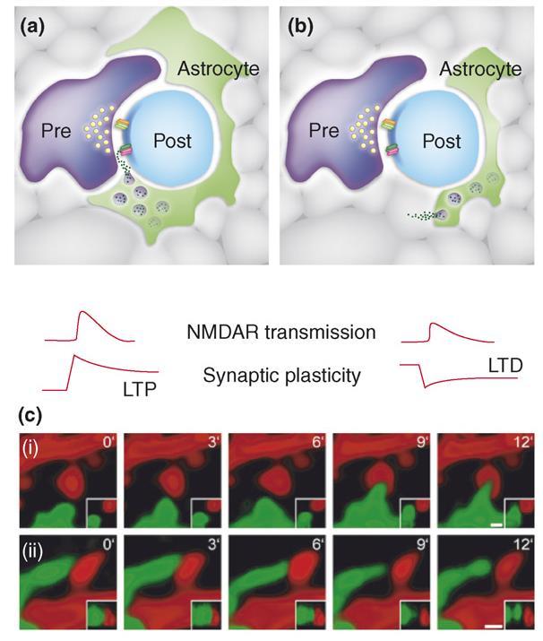 Glia-neuron interakció Glia Neuron szignalizáció 3.