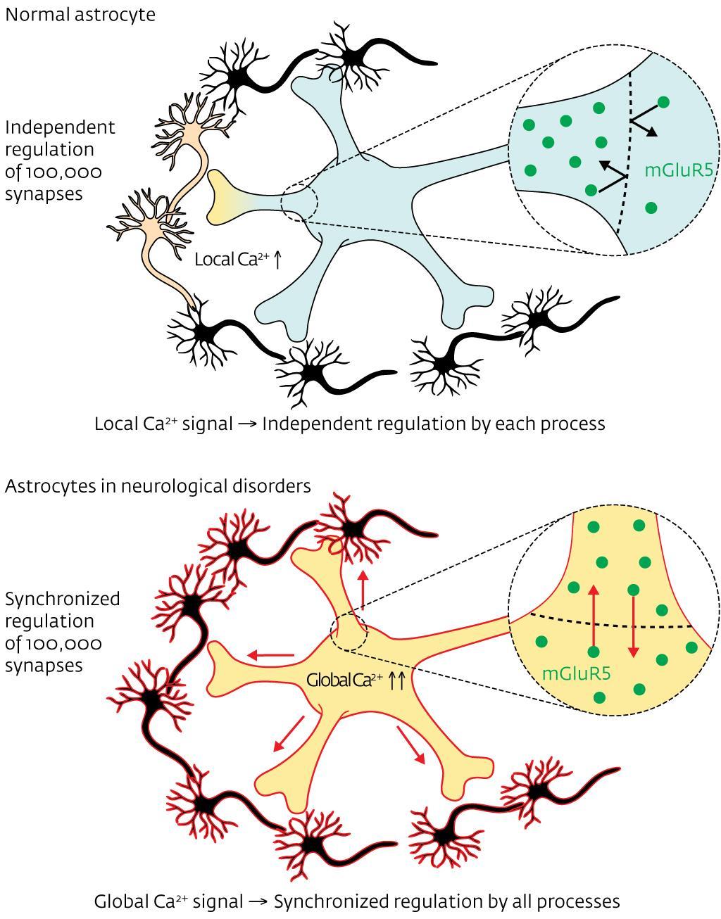 glutamaterg neuron tüzel glia mglur aktiválódik glia Ca++ szint nő ez kiváltható így is: photolysis of caged Ca++ glia erre Glutamátot