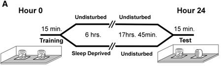 Glia-neuron interakció dnsnare egereken krónikus EEG mérések (beültetett elektródák) miközben alszanak csökkent lassú hullámú aktivitás (slow wave activity, SWA) 5.