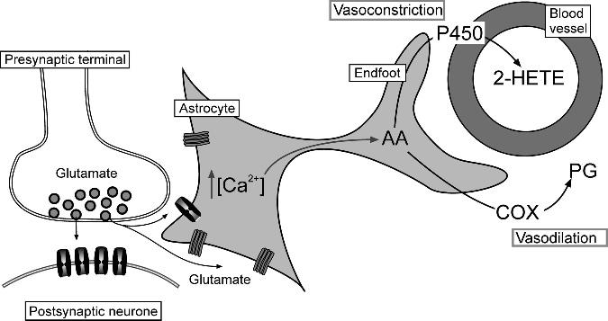 Neurovaszkuláris kapcsoltság Agyi mikrocirkuláció szabályozása Funkcionális hyperaemia: lokális neuronális aktivitás esetén gyorsan nő a lokális agyi vérellátás 1890, Sherrington - vazodilatáció az