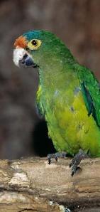 ékfarkú papagáj (Aratinga pertinax) lutino mutáció Középen lent: Narancs homlokú ékfarkú papagáj (Aratinga canicularis) kék mutáció Itt alul: Narancs homlokú ékfarkú papagáj (Aratinga canicularis)