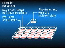 Kemotaxis mérés transwell plate-ben - Kemotaktikumok kiváltják az immunsejtek